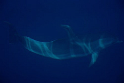 Nikon D80, 18-70mm Zoom Lens, taken from the boat by Andy Kutsch 